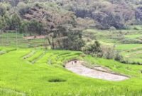 1765731913842-ilustrasi-sawah-padi-di-kaltim-1751369469293_43