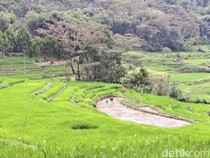 1765731913842-ilustrasi-sawah-padi-di-kaltim-1751369469293_43