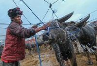 1765775133995-pasar-kerbau-toraja-utara-pusat-jual-beli-hewan-adat-1765686035013_43