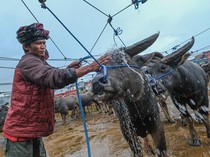 1765775133995-pasar-kerbau-toraja-utara-pusat-jual-beli-hewan-adat-1765686035013_43