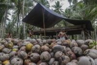 1765818298430-hilirisasi-kelapa-dongkrak-ekonomi-warga-pulau-bacan-1762768350781_43