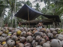 1765818298430-hilirisasi-kelapa-dongkrak-ekonomi-warga-pulau-bacan-1762768350781_43