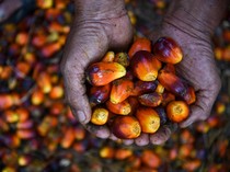 1765818326765-pasokan-kelapa-sawit-buat-bahan-baku-b50-2_43