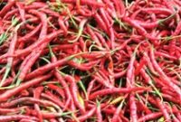 1766034307486-ilustrasi-cabai-merah-1757307340955_43