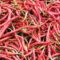 1766034307486-ilustrasi-cabai-merah-1757307340955_43