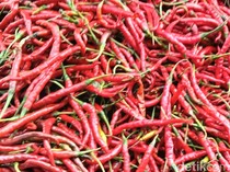 1766034307486-ilustrasi-cabai-merah-1757307340955_43