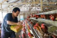 1766120731948-pasokan-aman-harga-telur-ayam-tetap-stabil-jelang-natal-dan-tahun-baru-1766053826055_43