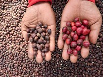 1766315115474-panen-raya-kopi-robusta-banyuwangi-melimpah-tembus-1-ton-per-hektare-1756870073919_43