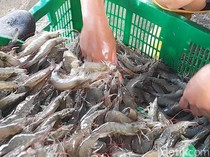 1766747096446-hasil-panen-udang-vaname-di-brebes-1758275016867_43