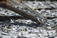 1767006329539-kurang-pasokan-produksi-ikan-asin-turun-di-muara-angke-2_43