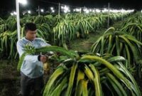 1767546278502-inovasi-lampu-bikin-panen-buah-naga-berlimpah-1767495341796_43