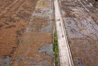 1767611174035-potret-lahan-pertanian-rusak-diterjang-banjir-di-demak_43