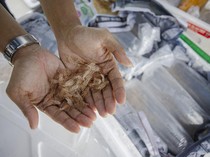 1768302291407-penyenlundupan-795-ribu-benih-lobster-di-kepri-berhasil-digagalkan-1_43