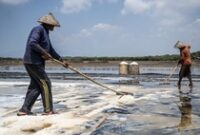 1769511927303-panen-garam-jepara-terhambat-hujan-produksi-merosot-tajam-1759463733494_43